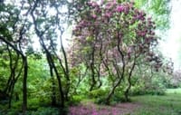 Sound Healing Event at Swinton Estate, near Masham