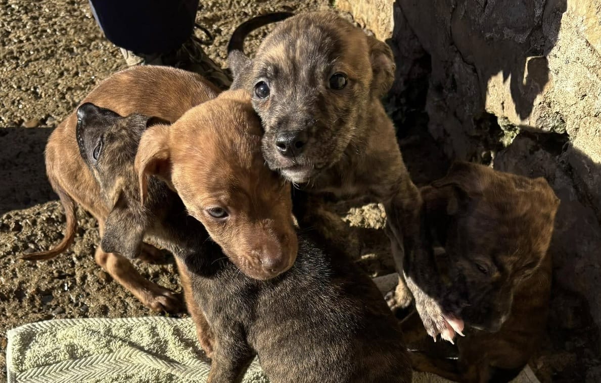 Saving Yorkshire Dogs