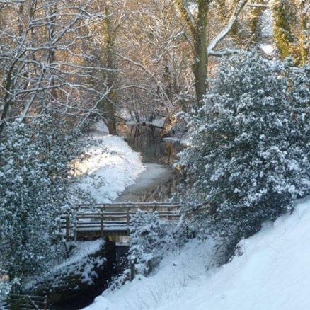 Snow over Hackfall Woods at dusk near Masham