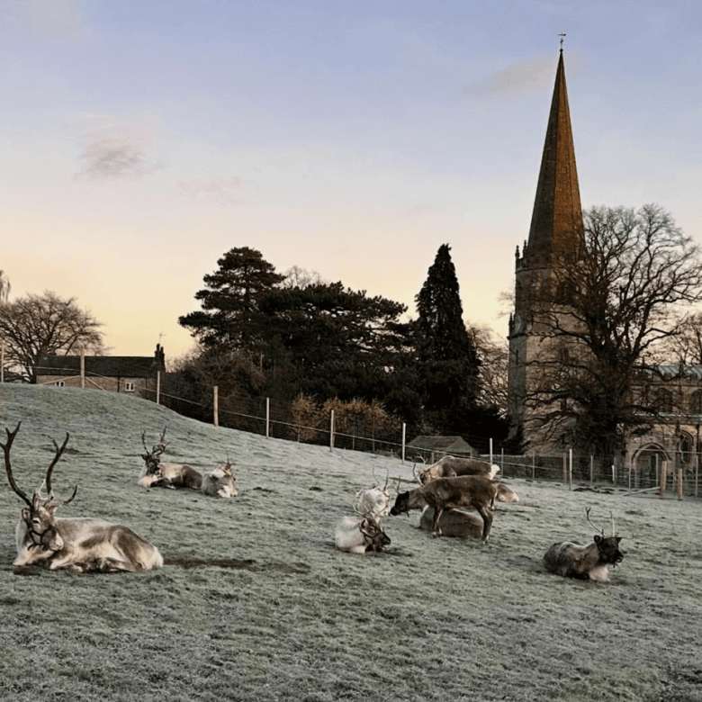 North Yorkshire Reindeer, Masham