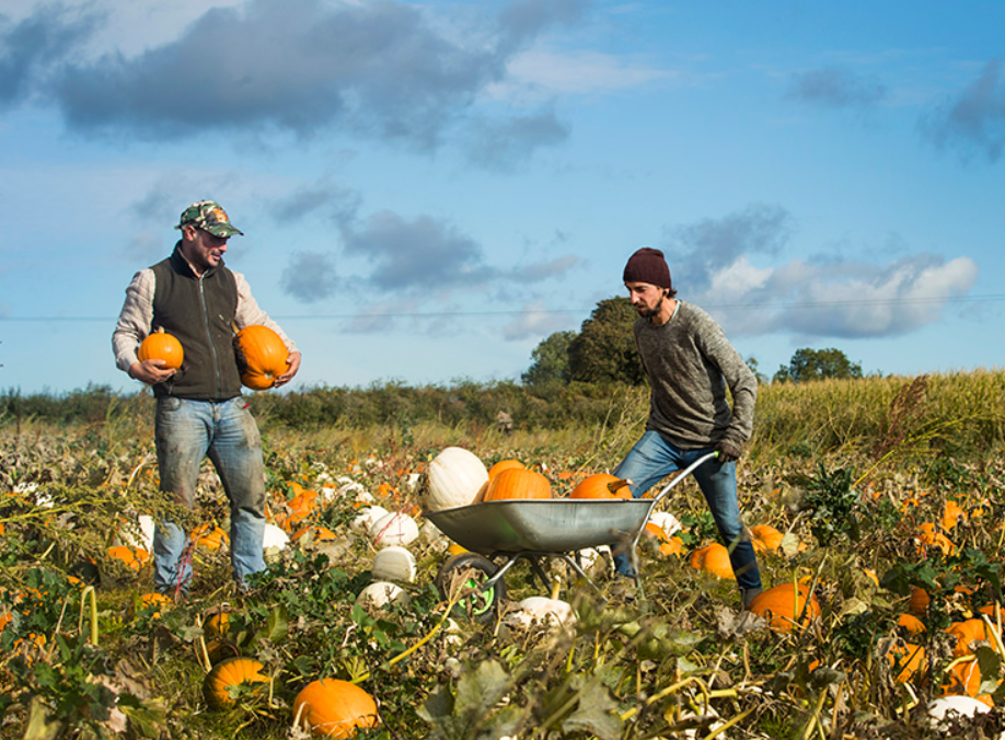 Spilmans pumpkin festival in North Yorkshire
